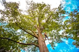 Best Arborist Consultation Services  in Burt, MI