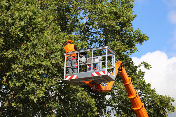 Best Weed Control  in Burt, MI