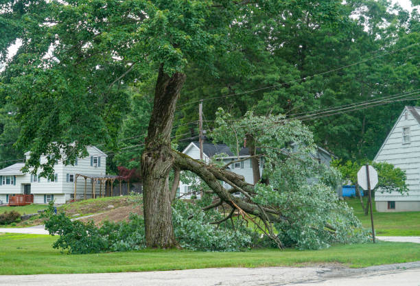 Best Hazardous Tree Removal  in Burt, MI