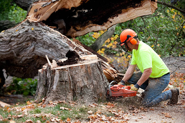 Best Tree Removal  in Burt, MI